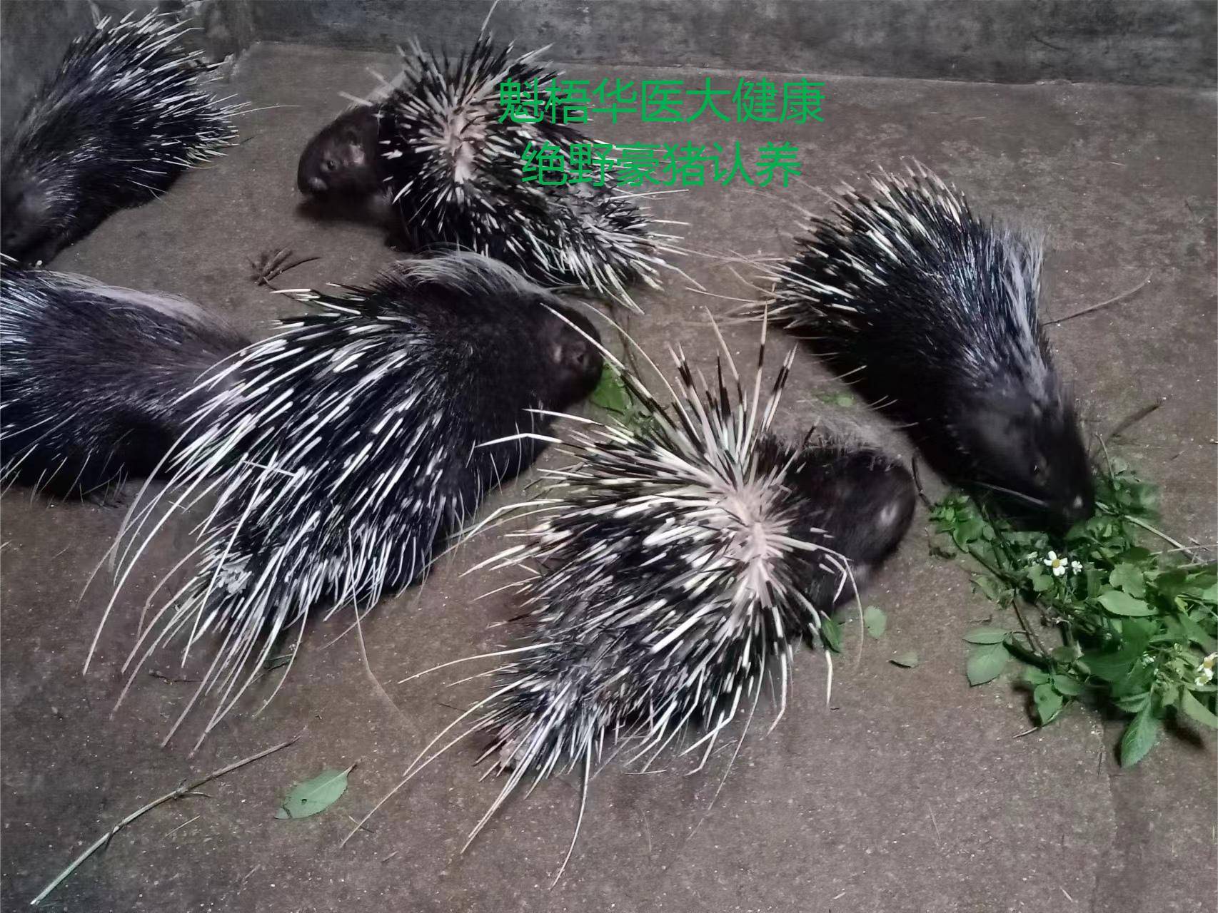 最新豪猪回收商家方法分析(最方便真实的嵊州豪猪卖去什么地方方法)
